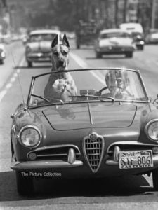 150 - Ralph Crane, Great Dane 'Thor' riding in sports car, 1961